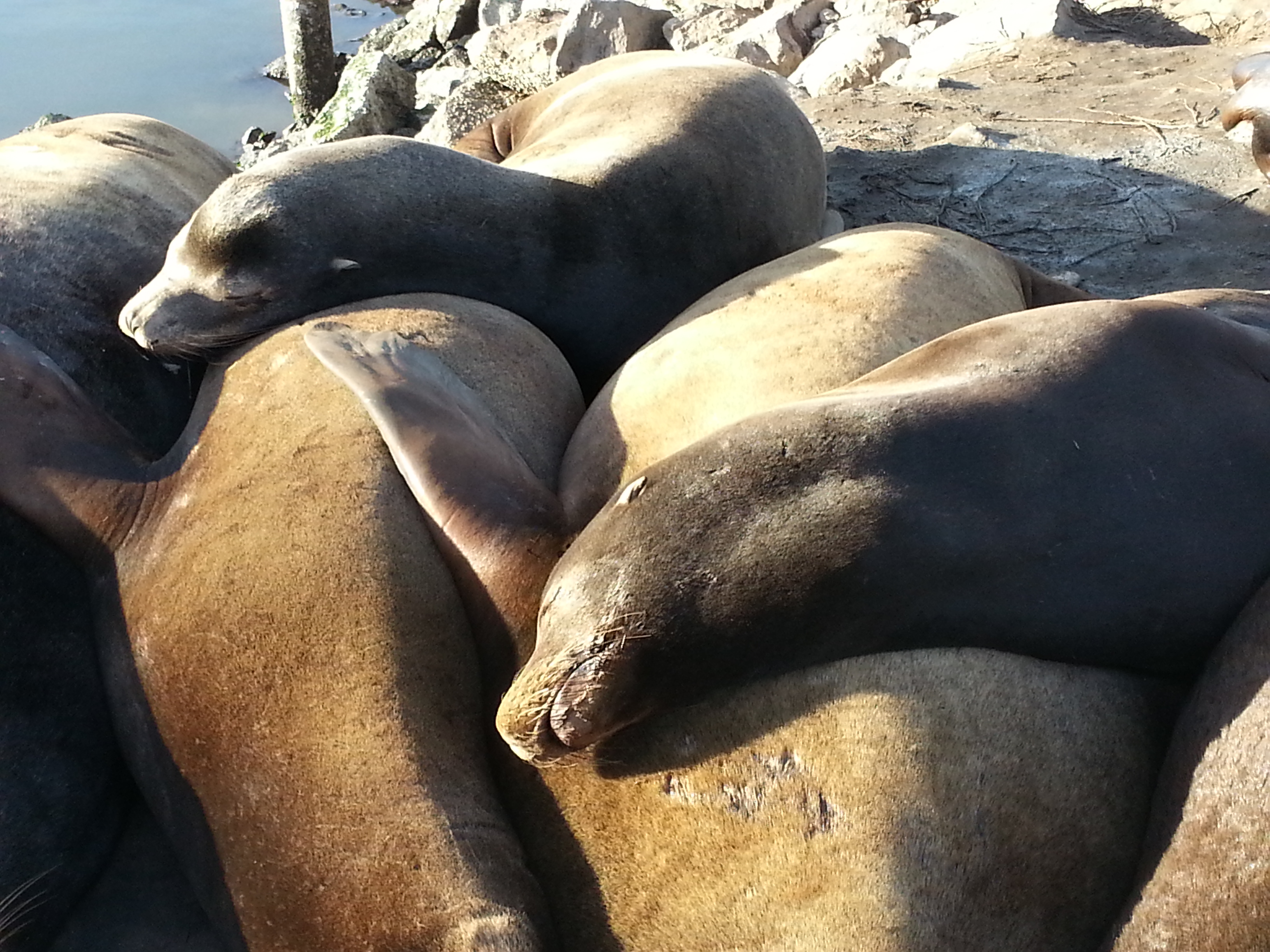 Sea Lions In San Francisco USA - Sea Lion Facts and Information