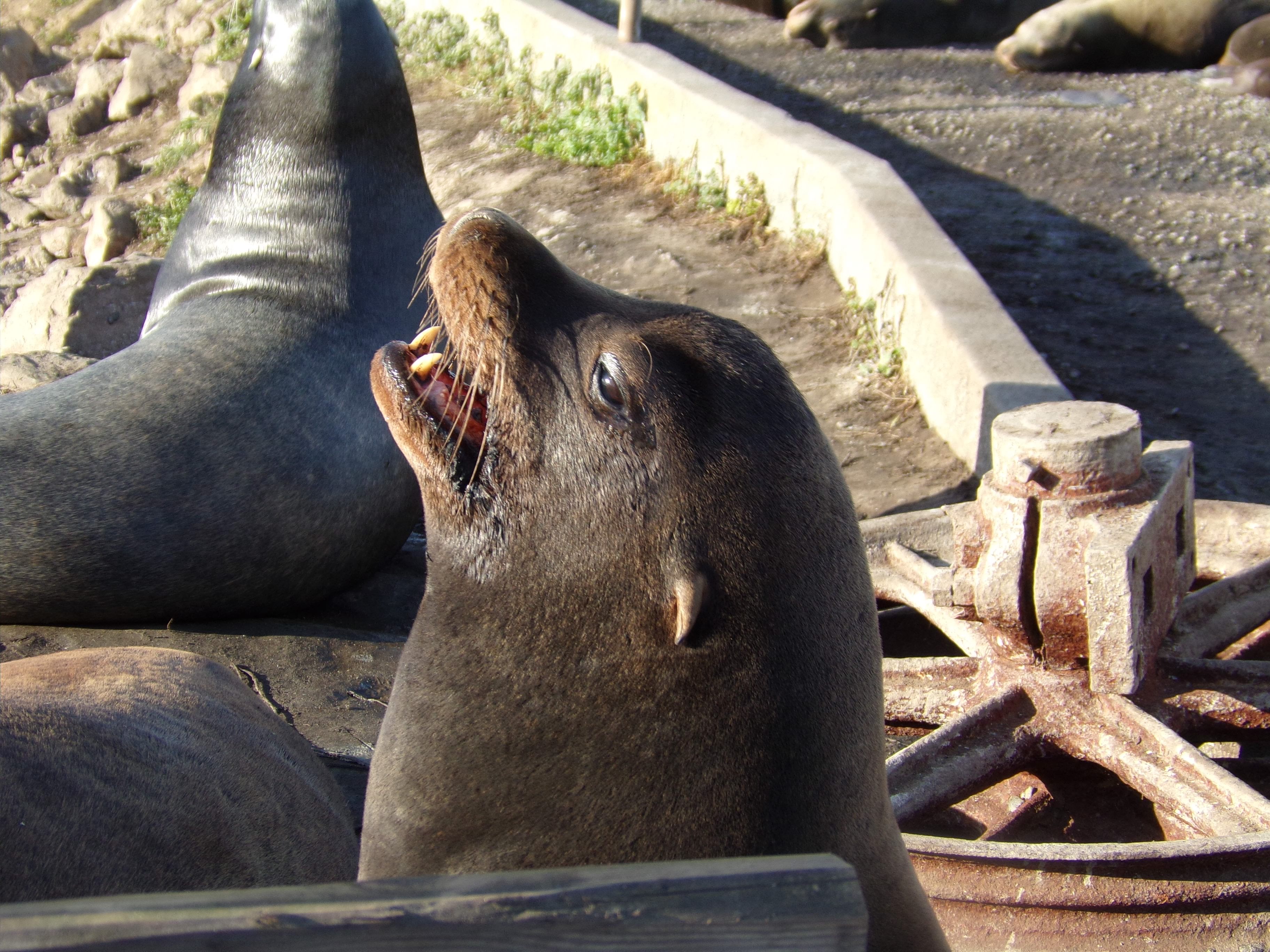 Sea Lions In San Francisco USA - Sea Lion Facts and Information